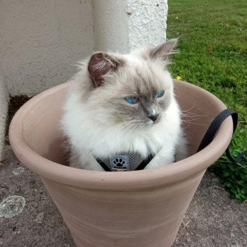 Chaton Ragdoll blue point