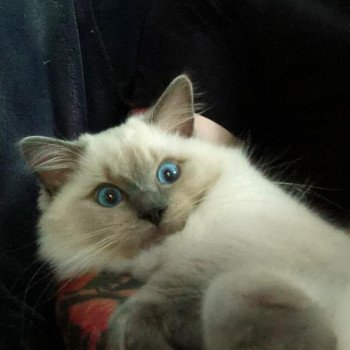 Chaton Ragdoll blue point bicolor