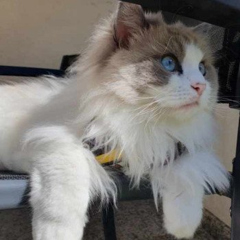 Chaton Ragdoll point bicolor