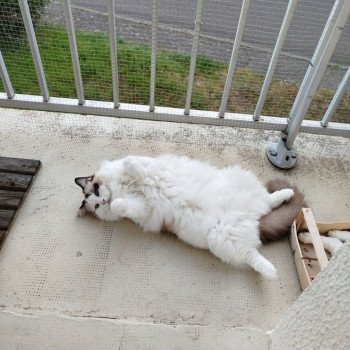 Chaton Ragdoll seal tabby point bicolor