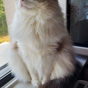 Chaton Ragdoll blue point bicolor
