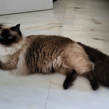 Chaton Ragdoll seal point bicolor