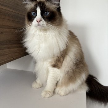 Chaton Ragdoll blue mink mitted