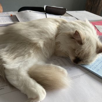 Chaton Ragdoll blue point mitted