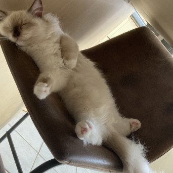 Chaton Ragdoll chocolate mink mitted