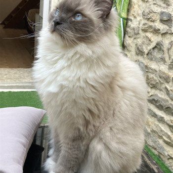 Chaton Ragdoll blue mink mitted
