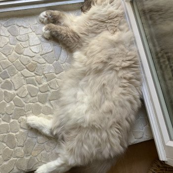 Chaton Ragdoll blue point mitted