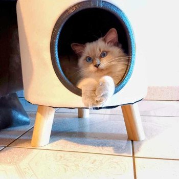 Chaton Ragdoll point bicolor