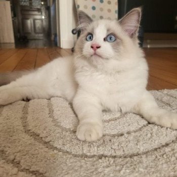 Chaton Ragdoll blue point