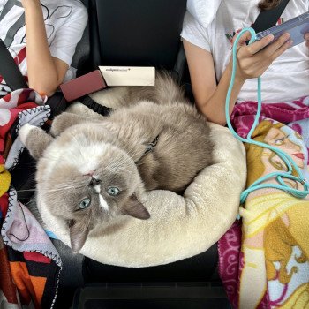 Chaton Ragdoll blue point bicolor