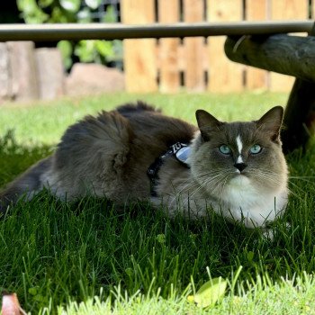 Chaton Ragdoll blue mink mitted