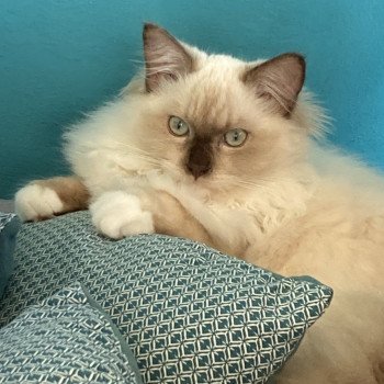 Chaton Ragdoll blue mink mitted