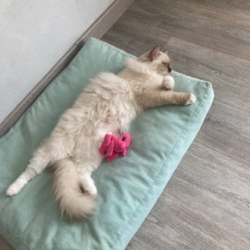 Chaton Ragdoll chocolate mink mitted
