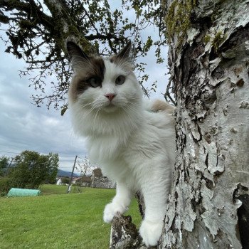 Chaton Ragdoll blue point bicolor