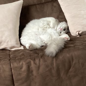 Chaton Ragdoll blue point mitted