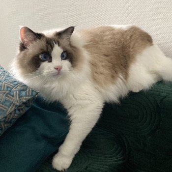 Chaton Ragdoll point bicolor