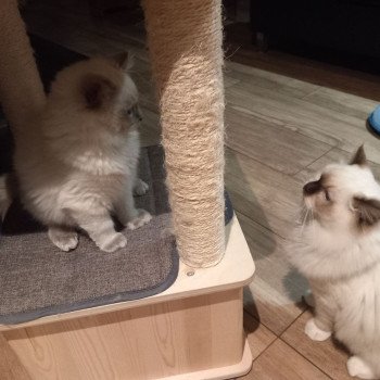 Chaton Ragdoll blue point