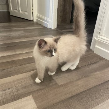 Chaton Ragdoll blue point mitted