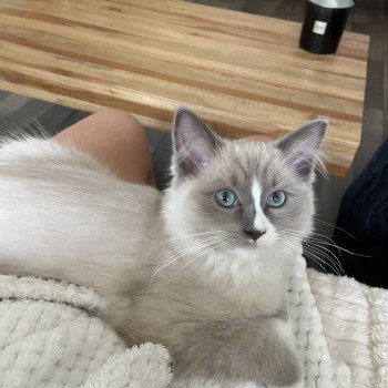 Chaton Ragdoll blue mink mitted