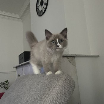 Chaton Ragdoll chocolate mink mitted