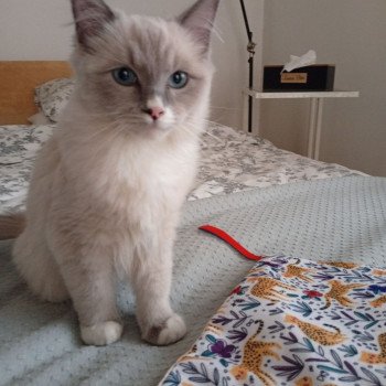 Chaton Ragdoll blue mink mitted