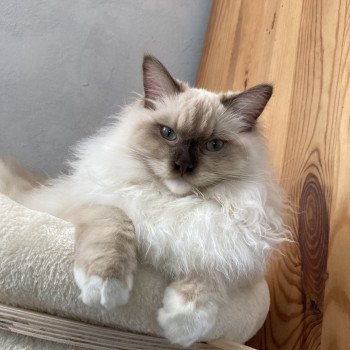 Chaton Ragdoll blue point bicolor