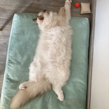 Chaton Ragdoll blue point