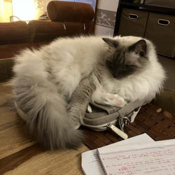 Chaton Ragdoll point bicolor