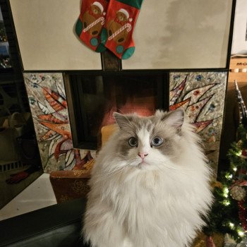 Chaton Ragdoll point bicolor