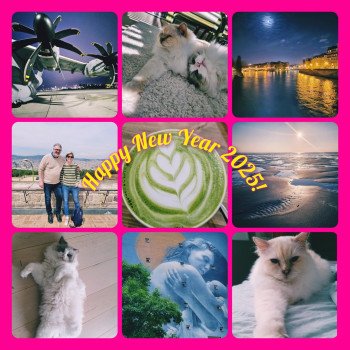 Chaton Ragdoll seal tabby point bicolor