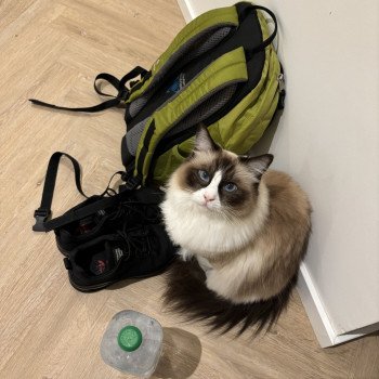 Chaton Ragdoll chocolate mink mitted