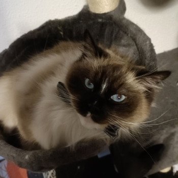 Chaton Ragdoll seal point bicolor