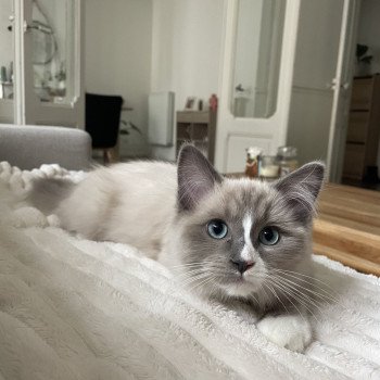 Chaton Ragdoll blue point