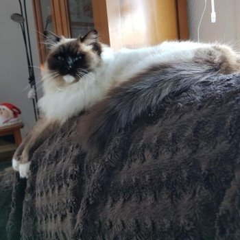 Chaton Ragdoll blue mink mitted