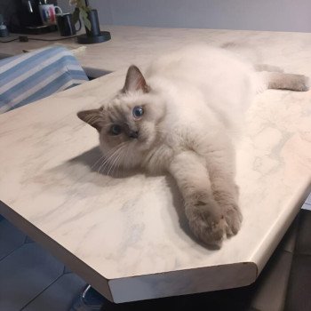 Chaton Ragdoll seal tabby point bicolor