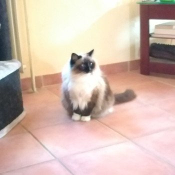 Chaton Ragdoll point bicolor