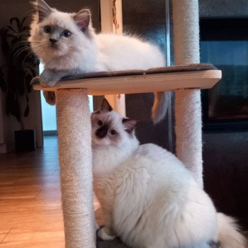 Chaton Ragdoll blue point