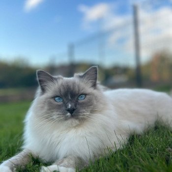 Chaton Ragdoll blue point