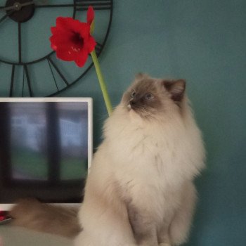 Chaton Ragdoll seal point & blanc