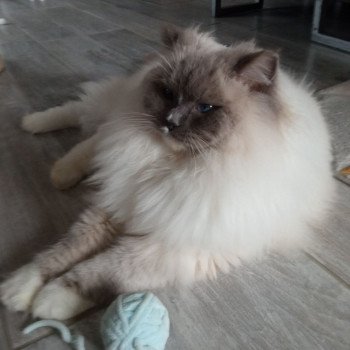 Chaton Ragdoll blue mink mitted
