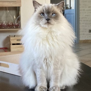 Chaton Ragdoll seal point mitted