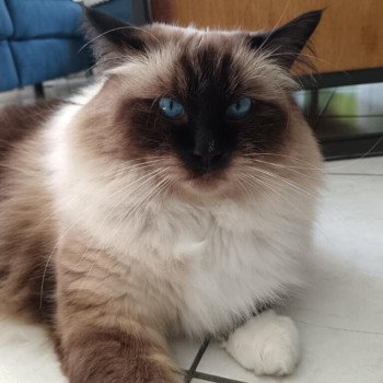 Chaton Ragdoll seal point & blanc