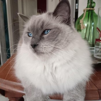 Chaton Ragdoll blue point bicolor