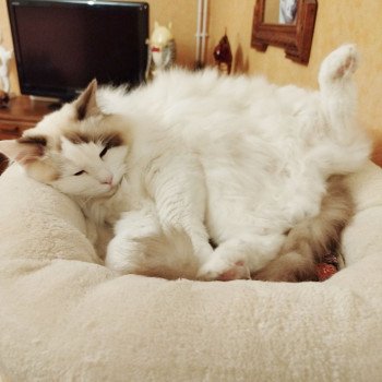 Chaton Ragdoll seal point bicolor
