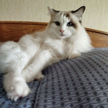 Chaton Ragdoll blue point mitted