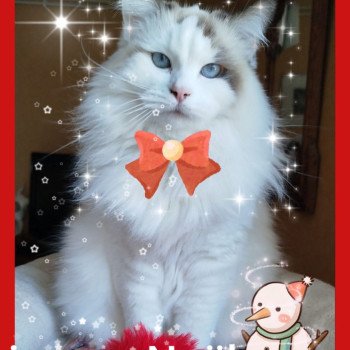 Chaton Ragdoll blue point mitted
