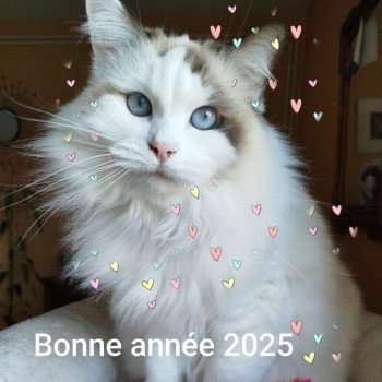 Chaton Ragdoll seal tabby point & blanc