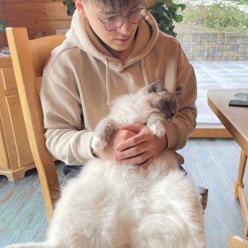 Chaton Ragdoll blue point mitted