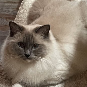 Chaton Ragdoll blue mink mitted