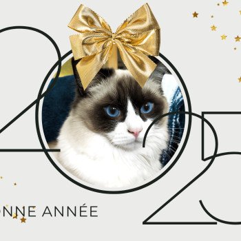 Chaton Ragdoll blue point